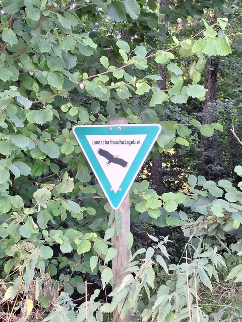 Landschaftsschutzgebiet , im Frühjahr entlang des Aubachs ein Bärlauchparadies  | Foto: Monika Breusch