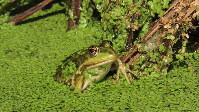 Frosch gut getarnt | Foto: Angelika Rampmeier
