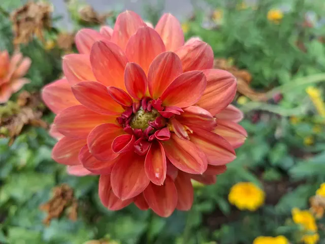 Bad Rappenau- bissle unterwegs💮🌤️🌺🌻💧 | Foto: Ralf Röser