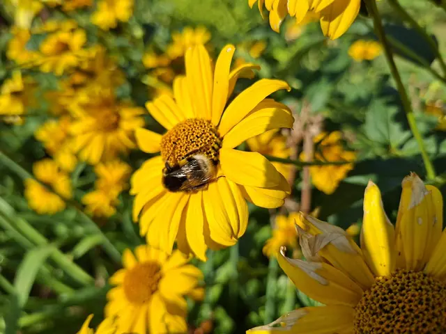 Bad Rappenau- Wasserschloss- Park | Foto: Ralf Röser