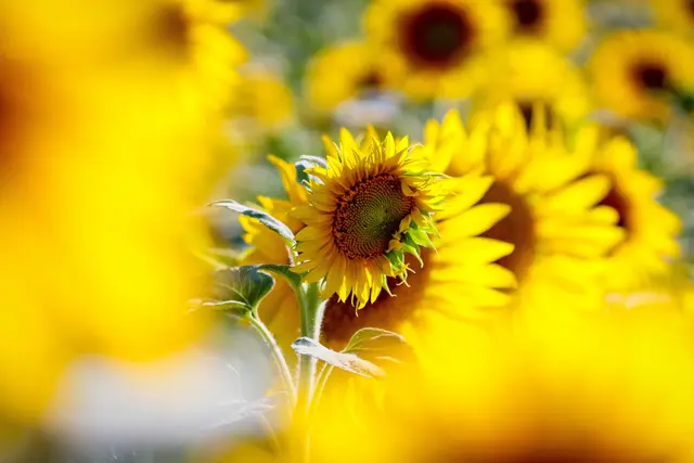 Foto: Stephanie Rüdele 