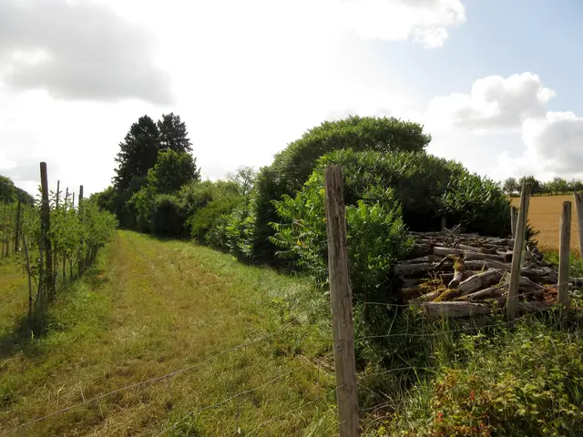 Es ist nicht der Landgraben, aber wichtiges Gehölz für die Vögel | Foto: WandernGabyErich