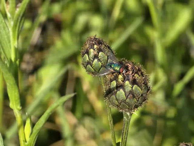 Die Goldfliege und die geschlossenen Distelknospen verschmelzen farblich miteinander - Tarnung gelungen.  | Foto: Heidrun Rosenberger 