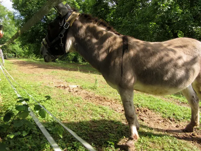 Mit lautem iiiihhAaaahh wurde die Gruppe begrüßt | Foto: WandernGabyErich