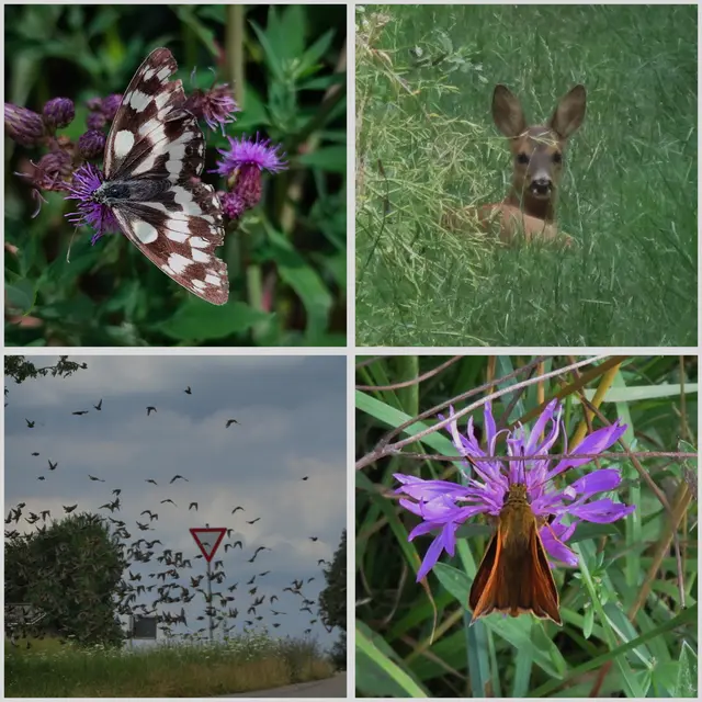 Hier wieder eine tolle Collage mit Impressionen von Unterwegs | Foto: Aurelia Kling