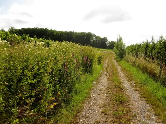 rechts am Weg ist ein kleiner Wall noch erkennbar, ein Zeugnis der über 500 Jahre alten Befestigung | Foto: WandernGabyErich