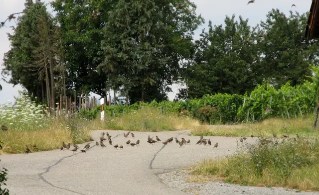 Nach der ersten Brut sammeln sich junge Stare schon im Juli in ersten kleineren Schwärmen, hier bei einem Kirschbaum | Foto: WandernGabyErich
