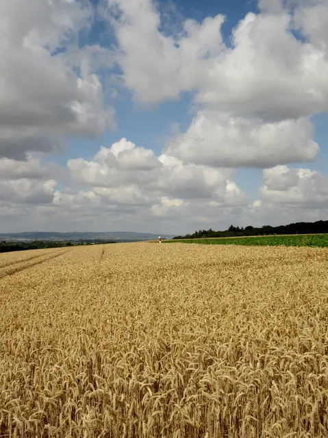 Traumhaftes Sommer-Wander-Wetter | Foto: WandernGabyErich
