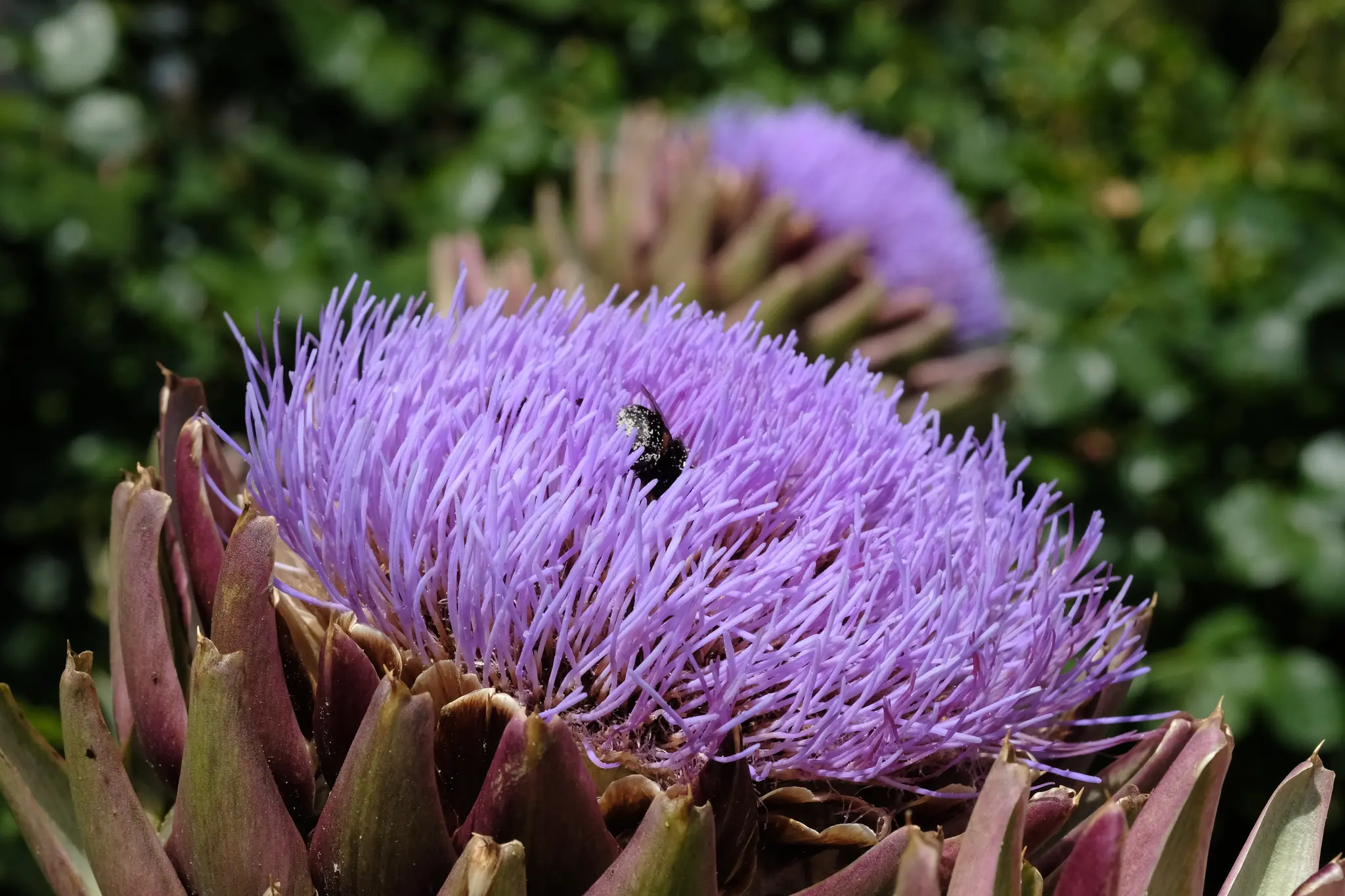 Sommer, Sonne, Artischocken: Hummeln wuseln in den Artischocken herum ...