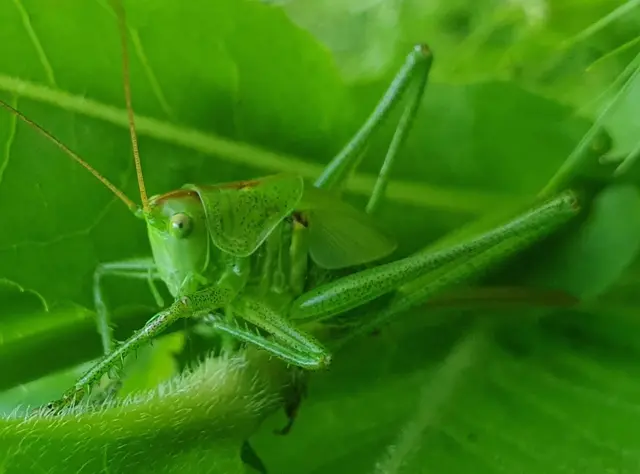Was versteckt sich da? | Foto: Angelika Herrmann 