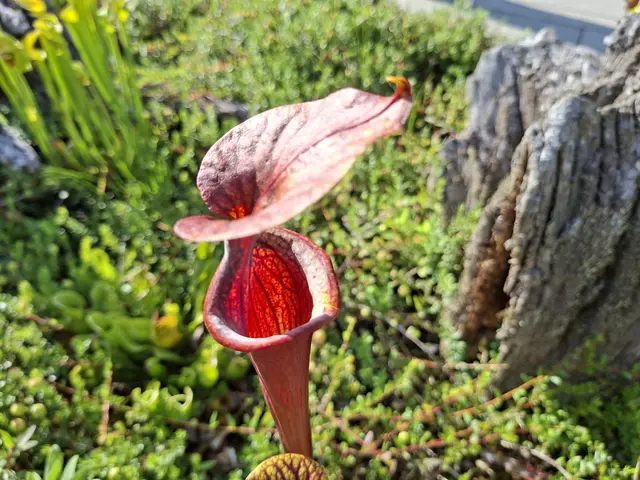 Ansichten/ Eindrücke/ Sonnendeck/ Salinenpark | Foto: Ralf Röser
