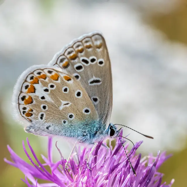 Foto: Alle Fotos sind eigene erstellte Fotos von Gerd Tiedtke