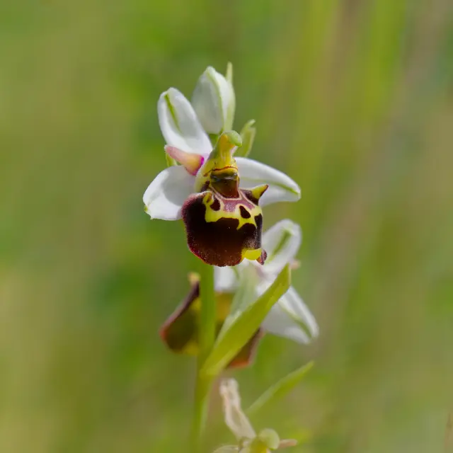 Hummelragwurz | Foto: Eigenes Bild TB