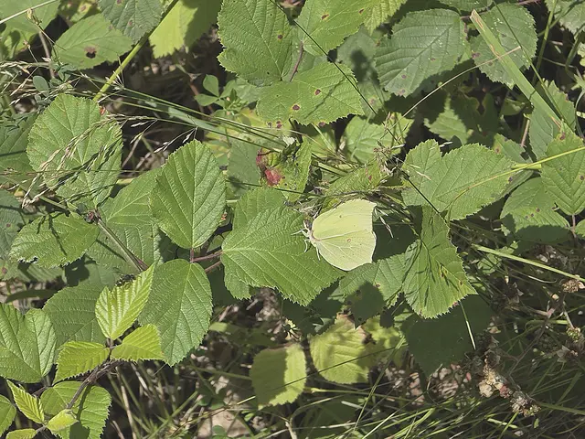 Nur ein vergilbt Blatt!? | Foto: Heidrun Rosenberger