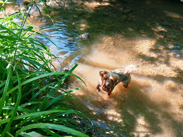 Lilly springt vergnügt im Bach herum...... | Foto: sigischlottke