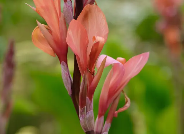 Canna | Foto: ED