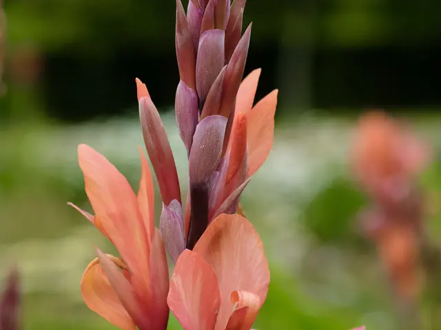 Canna | Foto: ED