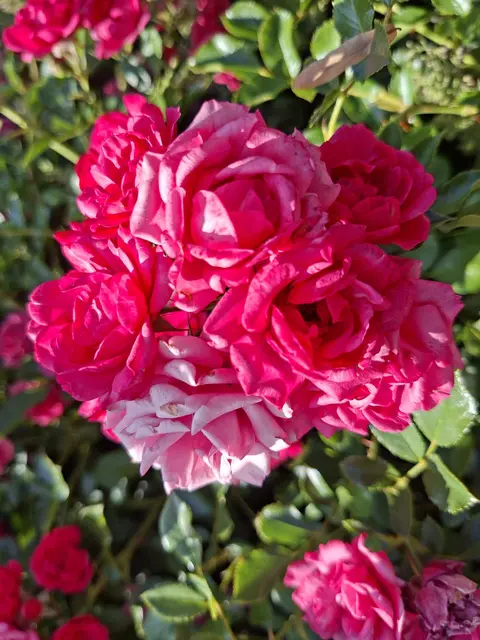 Bad Rappenau- Salinenpark- neues entdecken🌻🐝🌞 | Foto: Ralf Röser