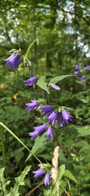 Farbtupfer | Foto: privat Robert Tröber