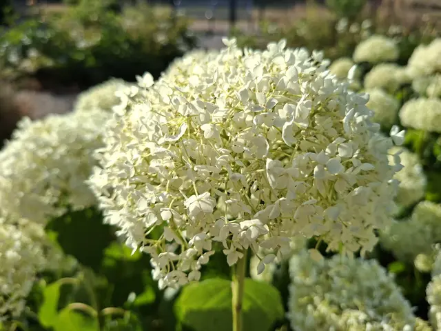 Bad Rappenau- Salinenpark- neues entdecken🌻🐝🌞 | Foto: Ralf Röser
