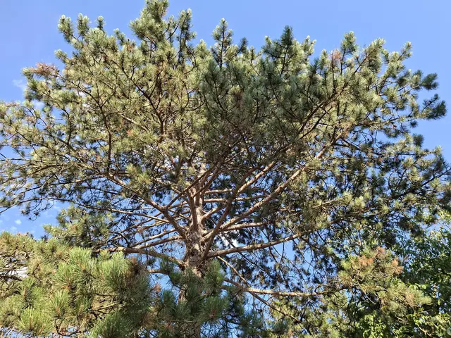 Bad Rappenau- Salinenpark- neues entdecken🌻🐝🌞 | Foto: Ralf Röser
