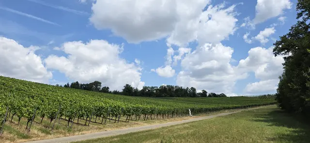 ... durch Weinberge ... | Foto: privat Robert Tröber
