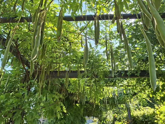 Bad Rappenau- Salinenpark- neues entdecken🌻🐝🌞 | Foto: Ralf Röser