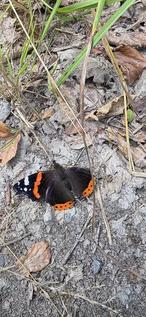 Oh ... armes Ding! | Foto: privat Robert Tröber