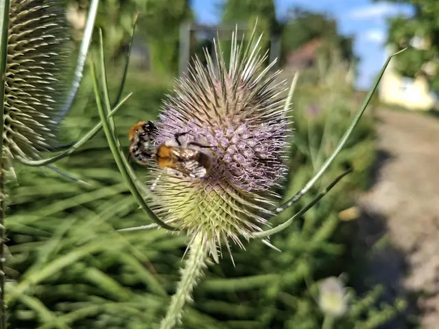 Bad Rappenau- Salinenpark- neues entdecken🌻🐝🌞 | Foto: Ralf Röser