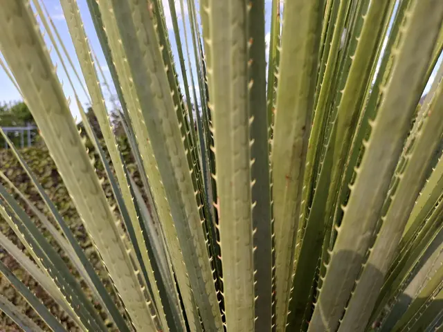 Bad Rappenau- Salinenpark- neues entdecken🌻🐝🌞 | Foto: Ralf Röser
