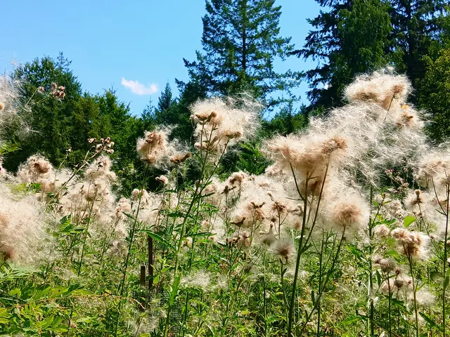 Fast ein ganzes Feld mit solchen Baumwollpflanzen. | Foto: sigischlottke
