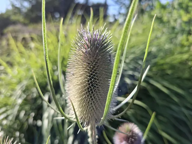 Bad Rappenau- Salinenpark- neues entdecken🌻🐝🌞 | Foto: Ralf Röser