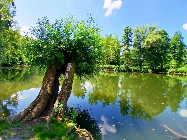 Und dann kommen wir zu einer kleinen Halbinsel am Ufer der Enz.  Ein ganz zauberhafter Platz.  | Foto: sigischlottke