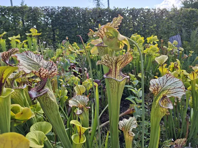 Bad Rappenau- Salinenpark- neues entdecken🌻🐝🌞 | Foto: Ralf Röser