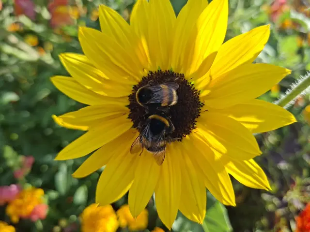 Bad Rappenau- Salinenpark- neues entdecken🌻🐝🌞 | Foto: Ralf Röser