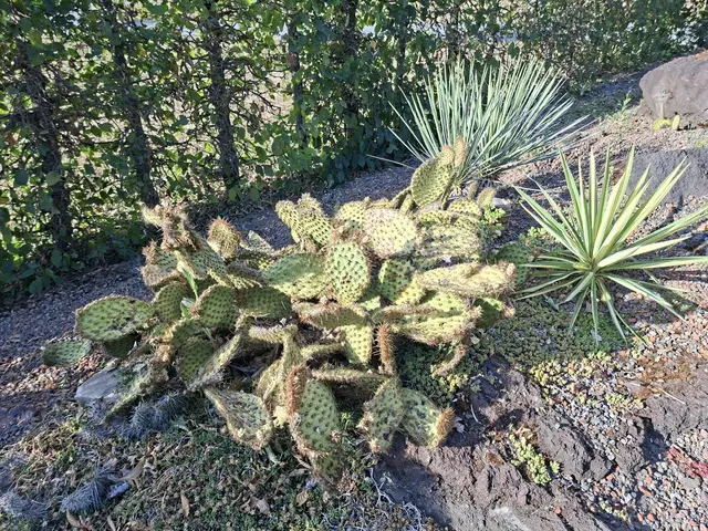 Bad Rappenau- Salinenpark- neues entdecken🌻🐝🌞 | Foto: Ralf Röser