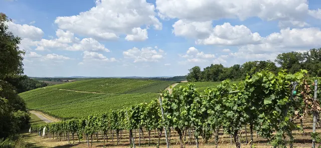 ... durch Weinberge ... | Foto: privat Robert Tröber