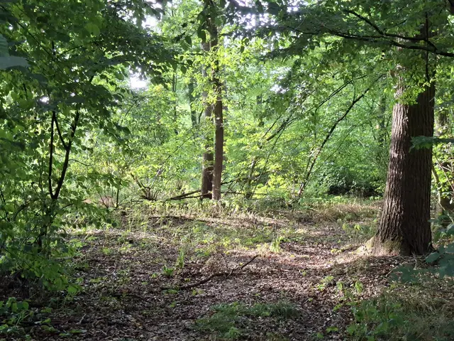 Heute habe ich mal bissle den Wald erkundet, einfach herrlich🌳🏡🌲 | Foto: Ralf Röser