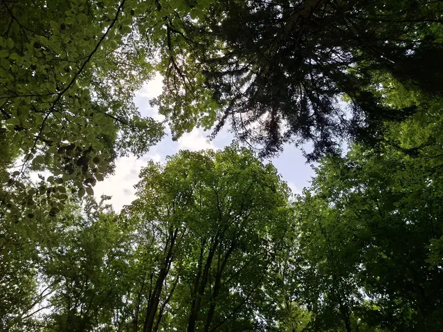Heute habe ich mal bissle den Wald erkundet, einfach herrlich🌳🏡🌲 | Foto: Ralf Röser