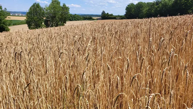 Weiter Blick über reife Getreidefelder. | Foto: Petra Schüssler 