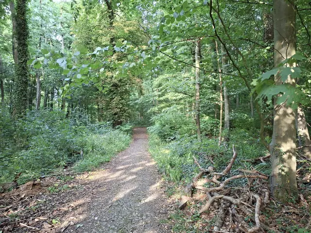 Heute habe ich mal bissle den Wald erkundet, einfach herrlich🌳🏡🌲 | Foto: Ralf Röser