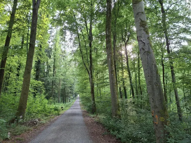 Heute habe ich mal bissle den Wald erkundet, einfach herrlich🌳🏡🌲 | Foto: Ralf Röser