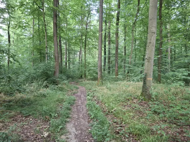 Heute habe ich mal bissle den Wald erkundet, einfach herrlich🌳🏡🌲 | Foto: Ralf Röser