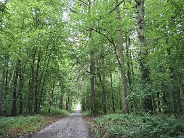 Heute habe ich mal bissle den Wald erkundet, einfach herrlich🌳🏡🌲 | Foto: Ralf Röser