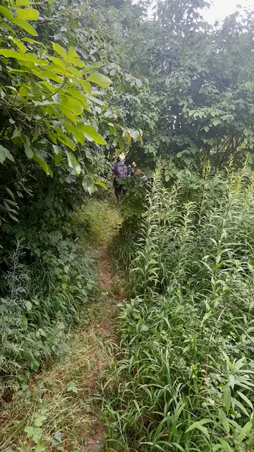 Am alten Neckar entlang, wie im Dschungel | Foto: WandernGabyErich