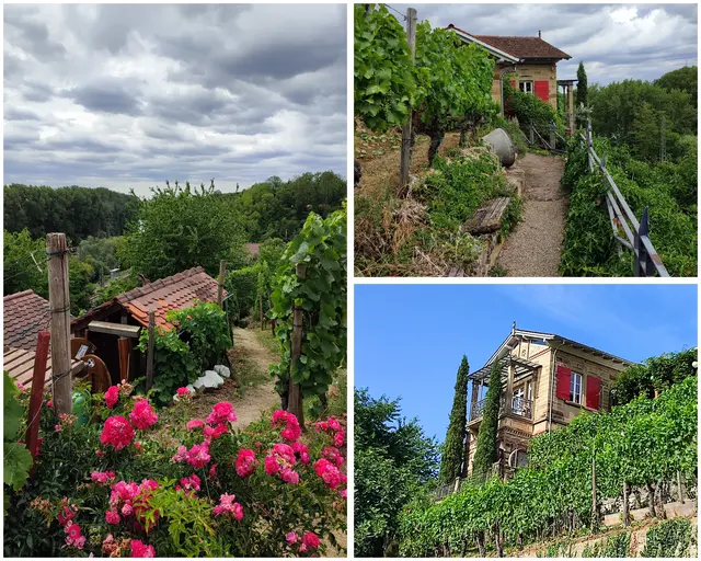 "Schlössle" in Nordheim | Foto: Aurelia Kling