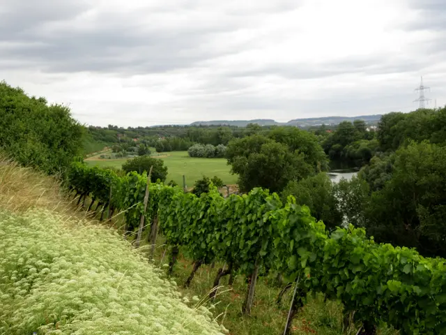 Von hier oben ein phantastischer Ausblick auf den Altneckar-Arm und den "Klingenberger See", eine Ausgleichsfläche, die im Gewann Wert geschaffen wurde. | Foto: Wandern Gaby Erich
