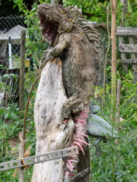 Leguan  | Foto: Aurelia Kling