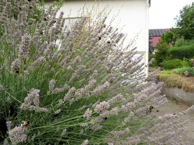 Hummeln am Lavendel | Foto: WandernGabyErich