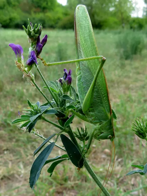 doch da findet man auch wilde Tiere, ein Grünes Heupferd hängt kopfüber  | Foto: Aurelia Kling